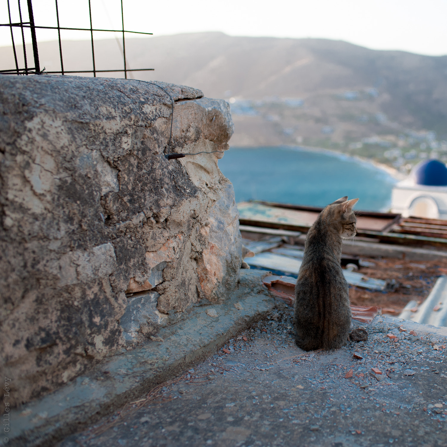 Nikon D700 + Nikon AF-S Nikkor 35mm F1.8G ED sample photo. Kitten with view photography