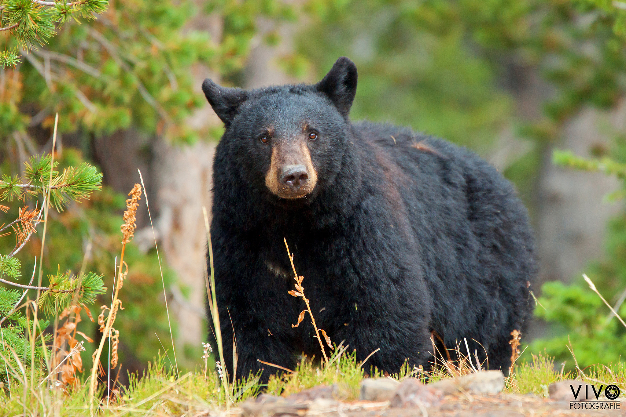 Sony Alpha DSLR-A900 + Sony 70-400mm F4-5.6 G SSM sample photo. Black bear in yellowstone np photography