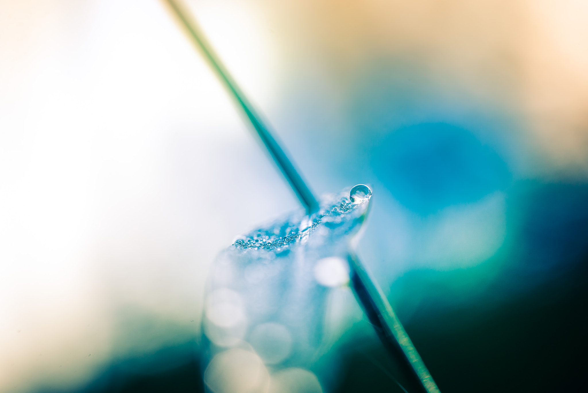 Sigma 150mm F2.8 EX DG OS Macro HSM sample photo. Cup of wet pearl photography