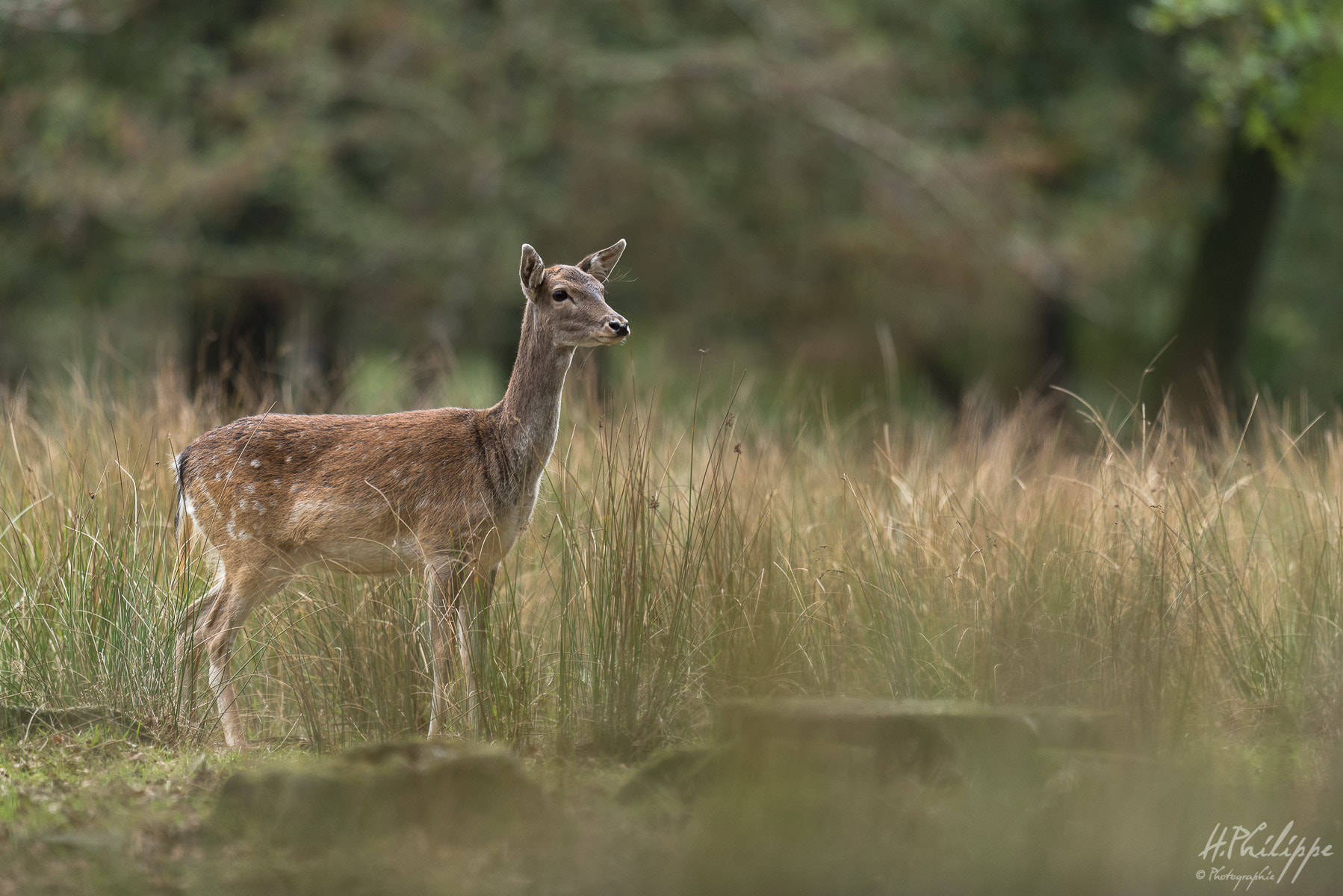 Nikon D750 + Nikon AF-S Nikkor 500mm F4G ED VR sample photo. Dsd photography