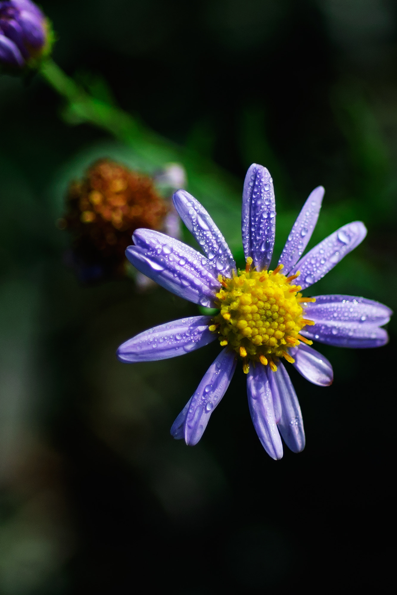 Nikon D70 + Nikon AF Micro-Nikkor 60mm F2.8D sample photo. 露水.jpg photography