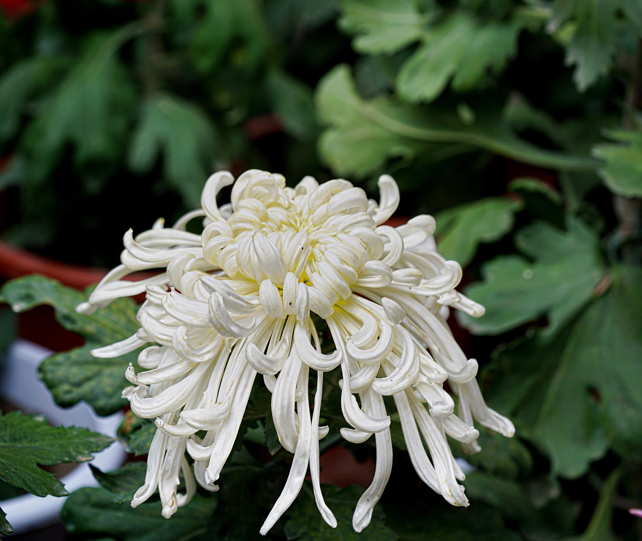 Sony a7R II + Sony FE 90mm F2.8 Macro G OSS sample photo