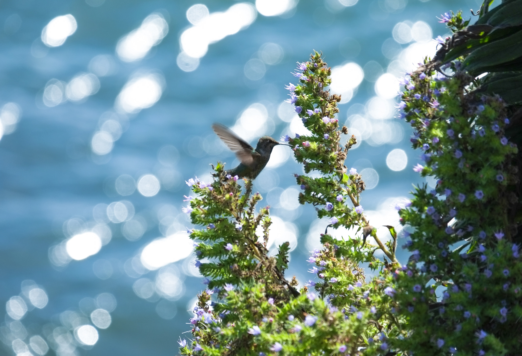 Fujifilm X-E1 + Fujifilm XC 50-230mm F4.5-6.7 OIS sample photo. Lil' bird photography