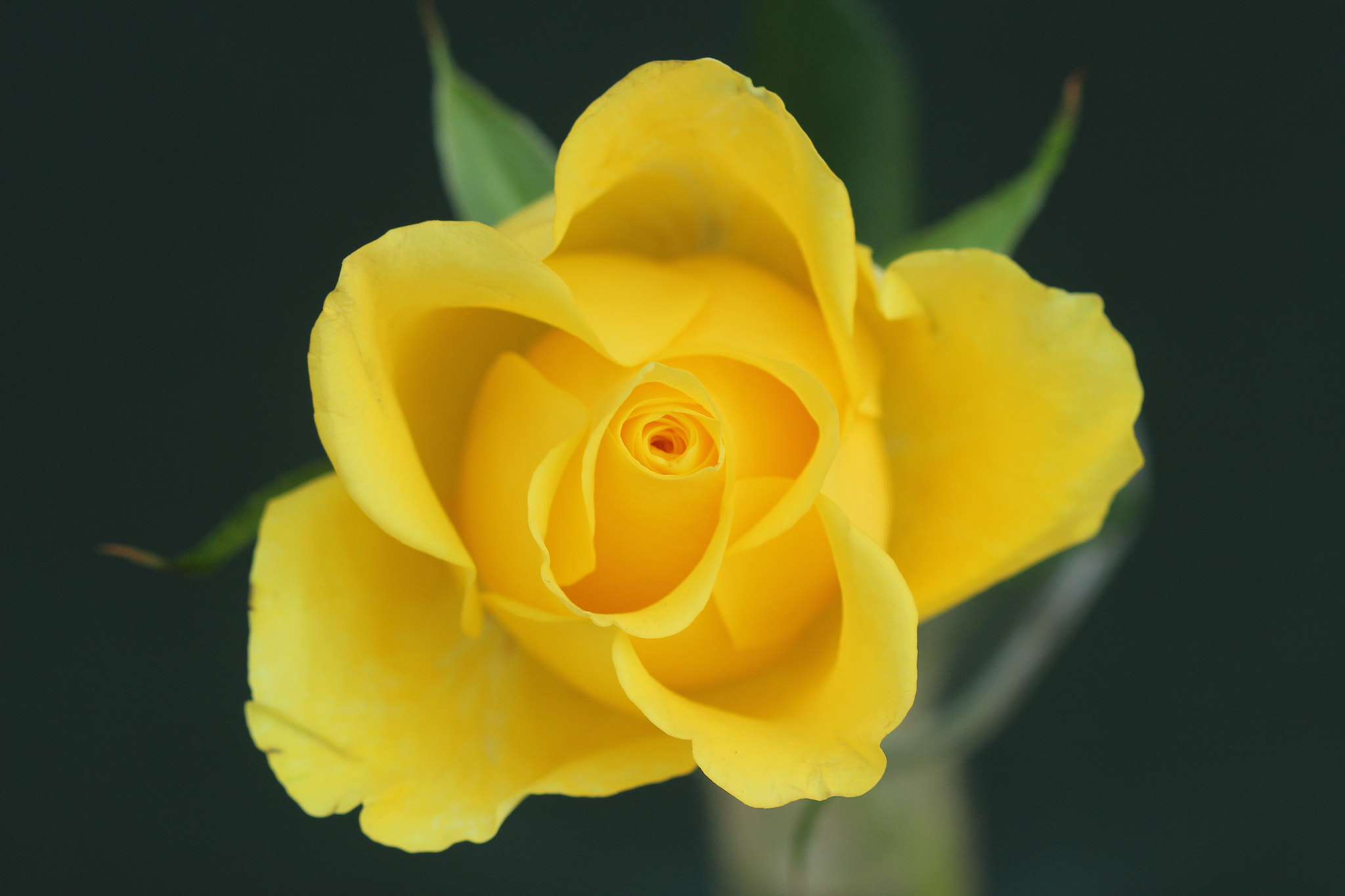Canon EF 100mm F2.8 Macro USM sample photo. Golden sunshine photography