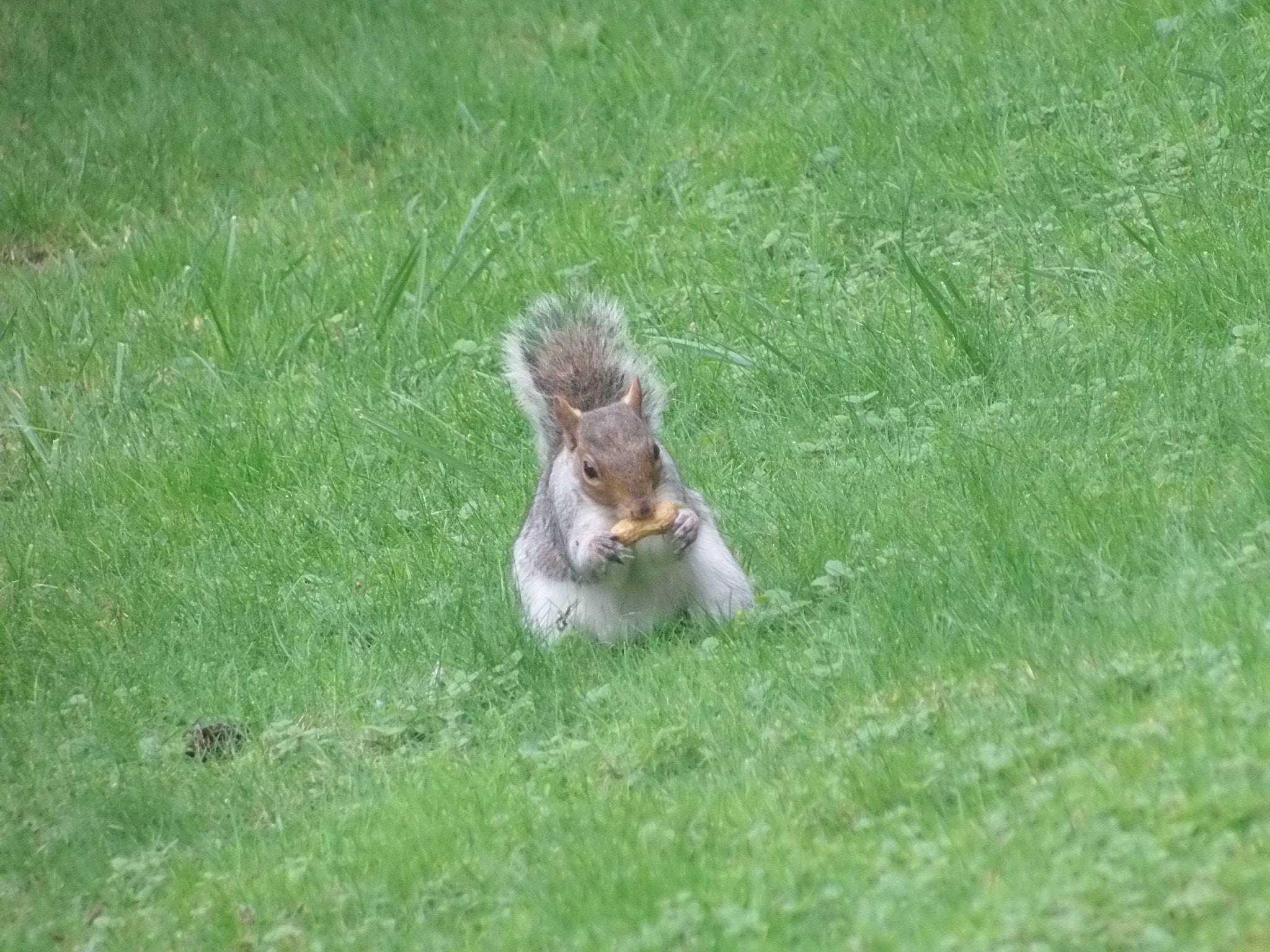 Olympus SP-720UZ sample photo. Nutty squirrel photography