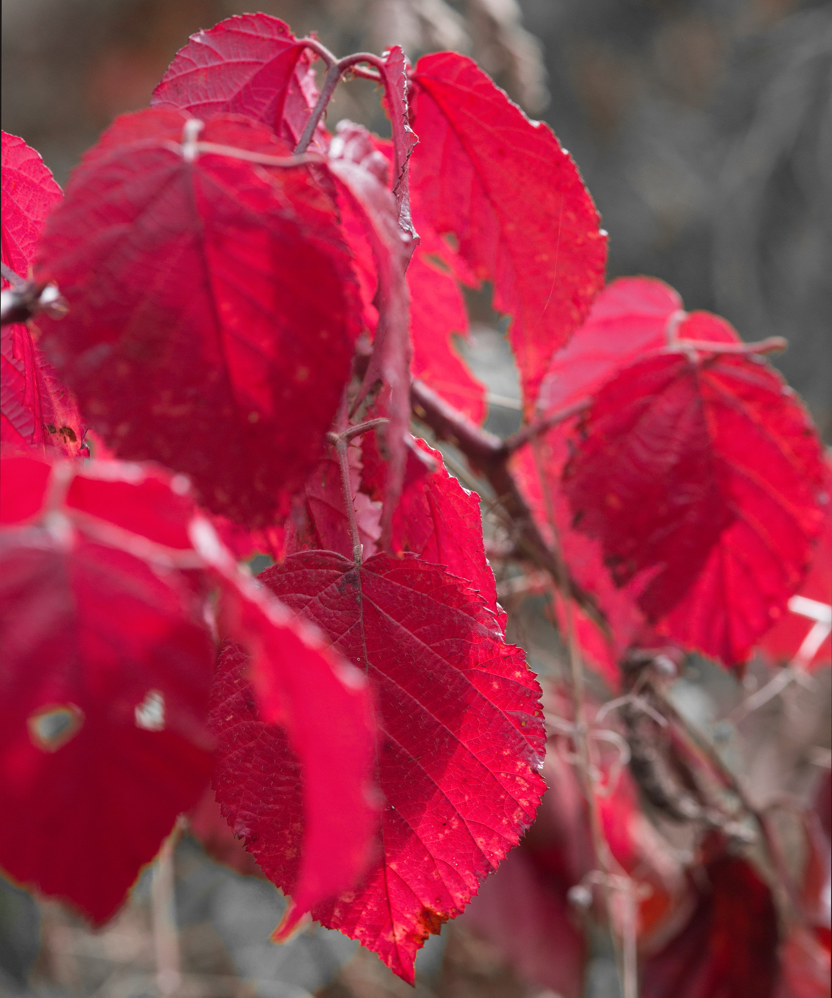 Canon EOS 6D + Sigma 105mm F2.8 EX DG Macro sample photo. Red photography