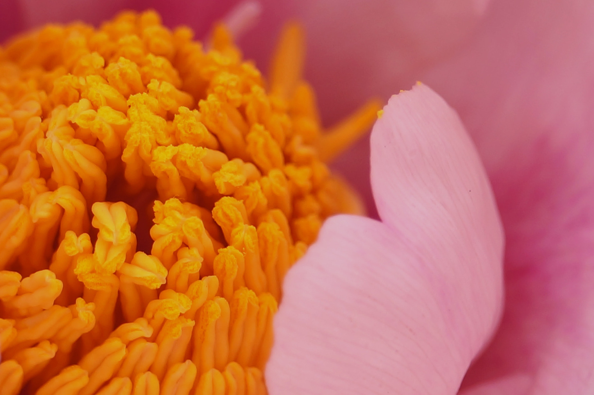 Sony E 18-200mm F3.5-6.3 OSS sample photo. 牡丹 photography