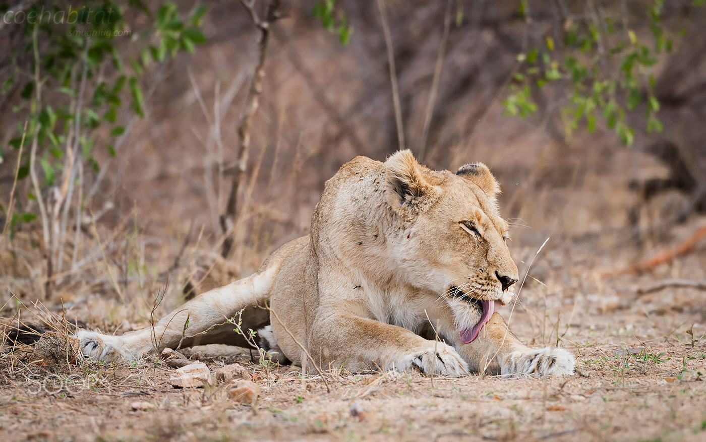 Nikon D800 + Nikon AF-S Nikkor 200-400mm F4G ED-IF VR sample photo. A quick lick photography