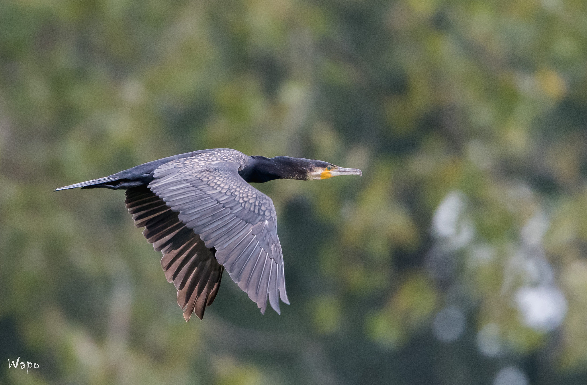 Nikon AF-S Nikkor 500mm F4E FL ED VR sample photo. Cormorant photography