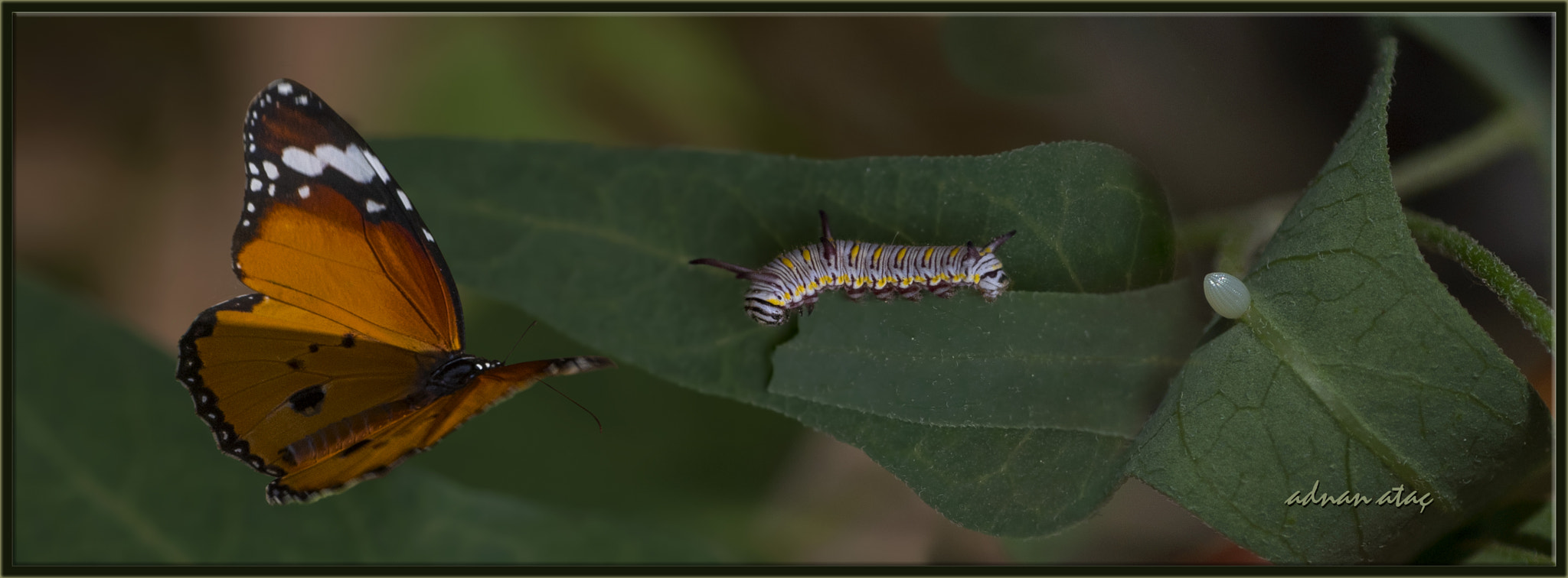 Nikon D5 sample photo. Sultan kelebeği - danaus chrysippus - african queen photography