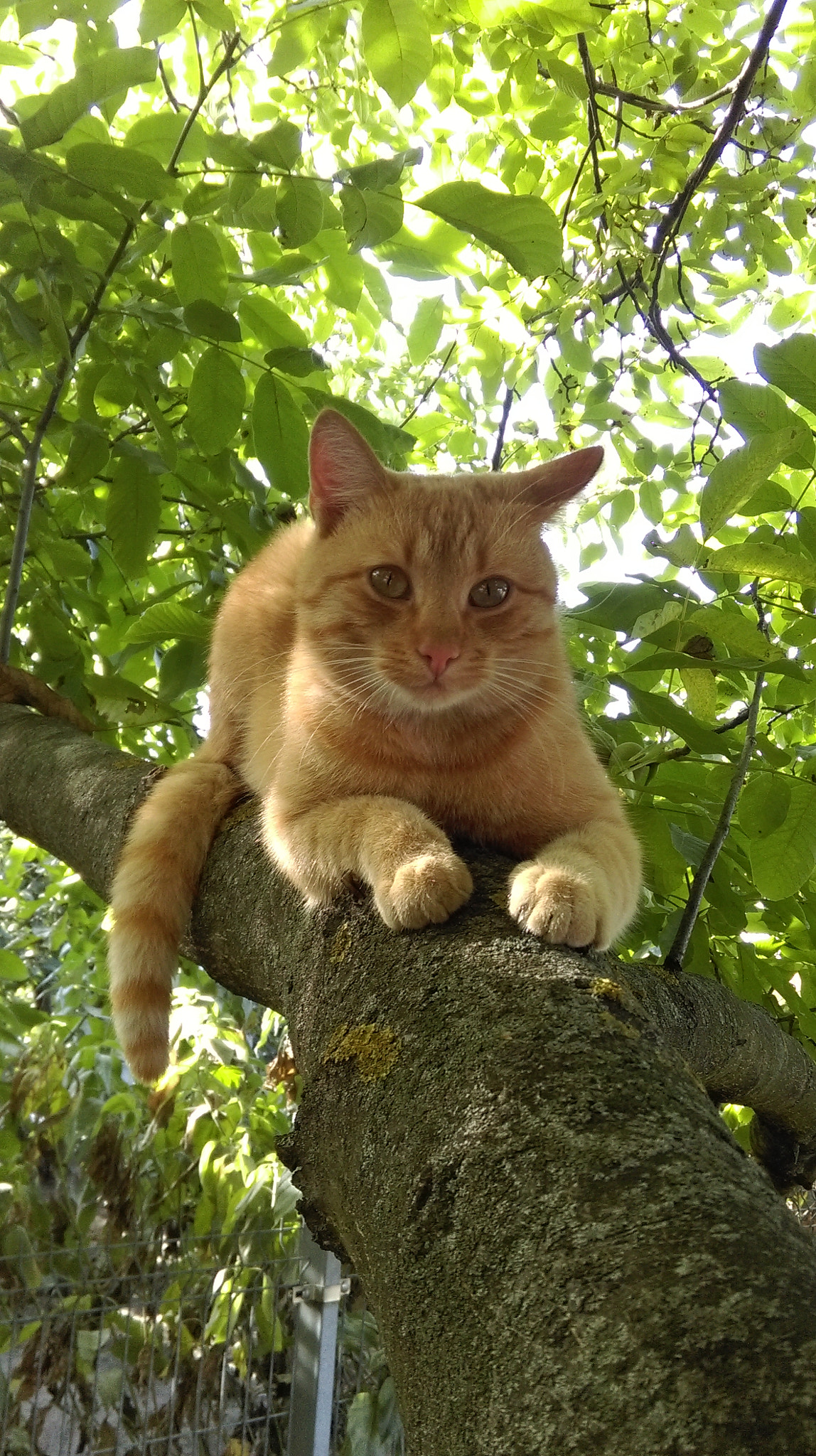 HTC DESIRE 820 sample photo