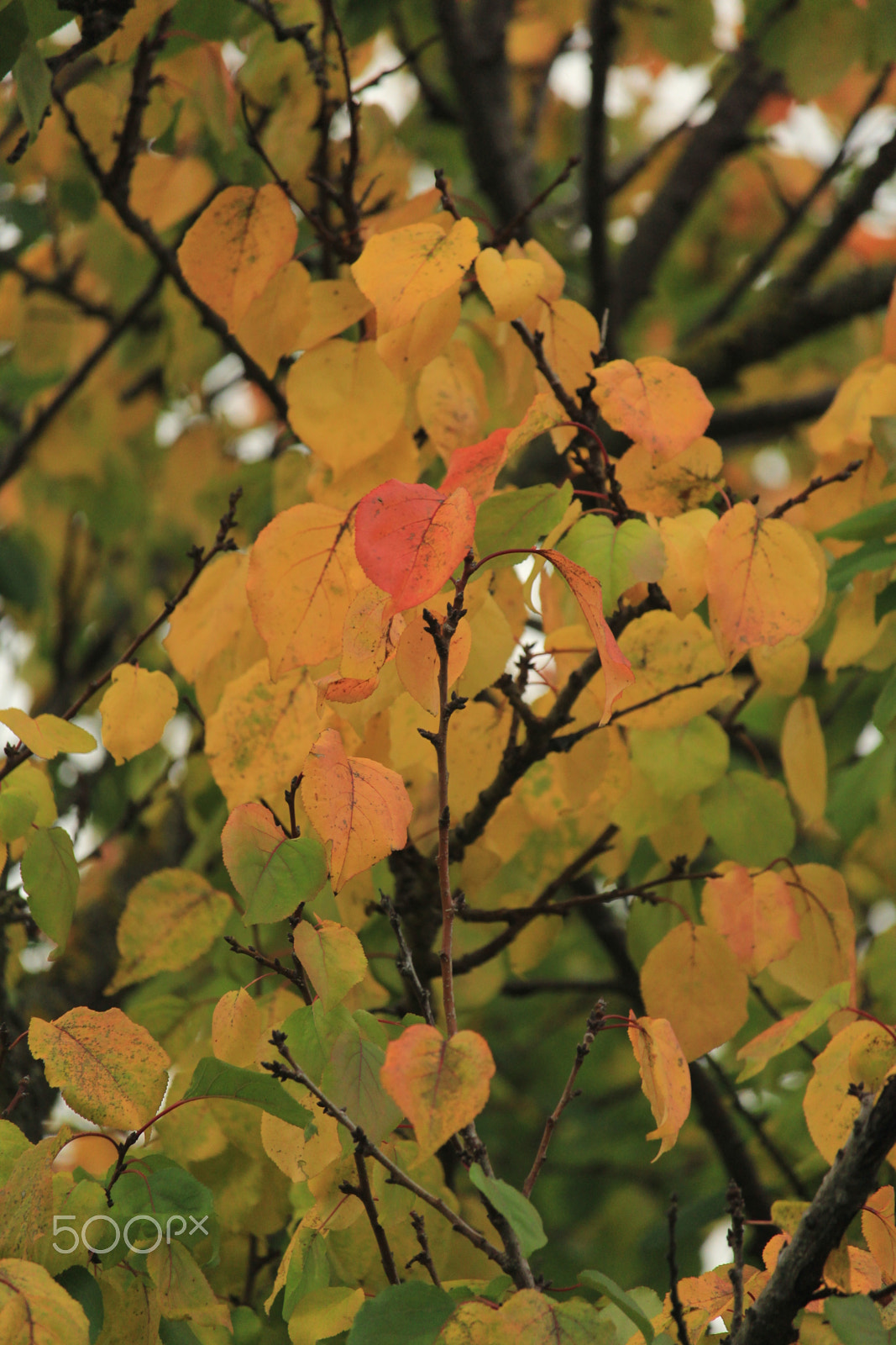 Canon EF-S 55-250mm F4-5.6 IS STM sample photo. Autumn colors photography