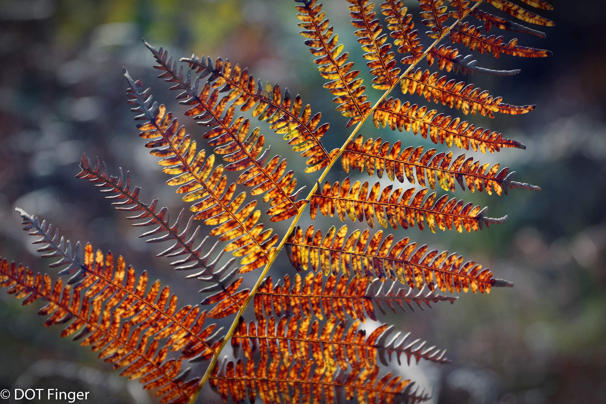 Canon EF 24-70mm F4L IS USM sample photo. Mood of the day photography