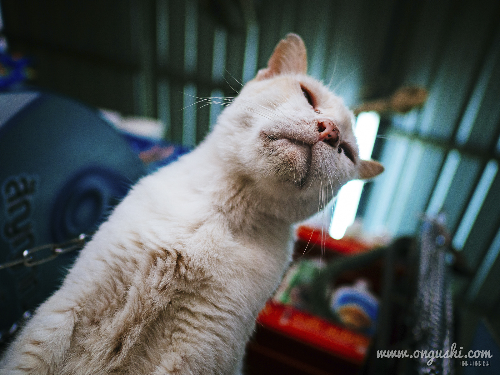 Olympus OM-D E-M10 II + LEICA DG SUMMILUX 15/F1.7 sample photo. Cat 161: mafia photography