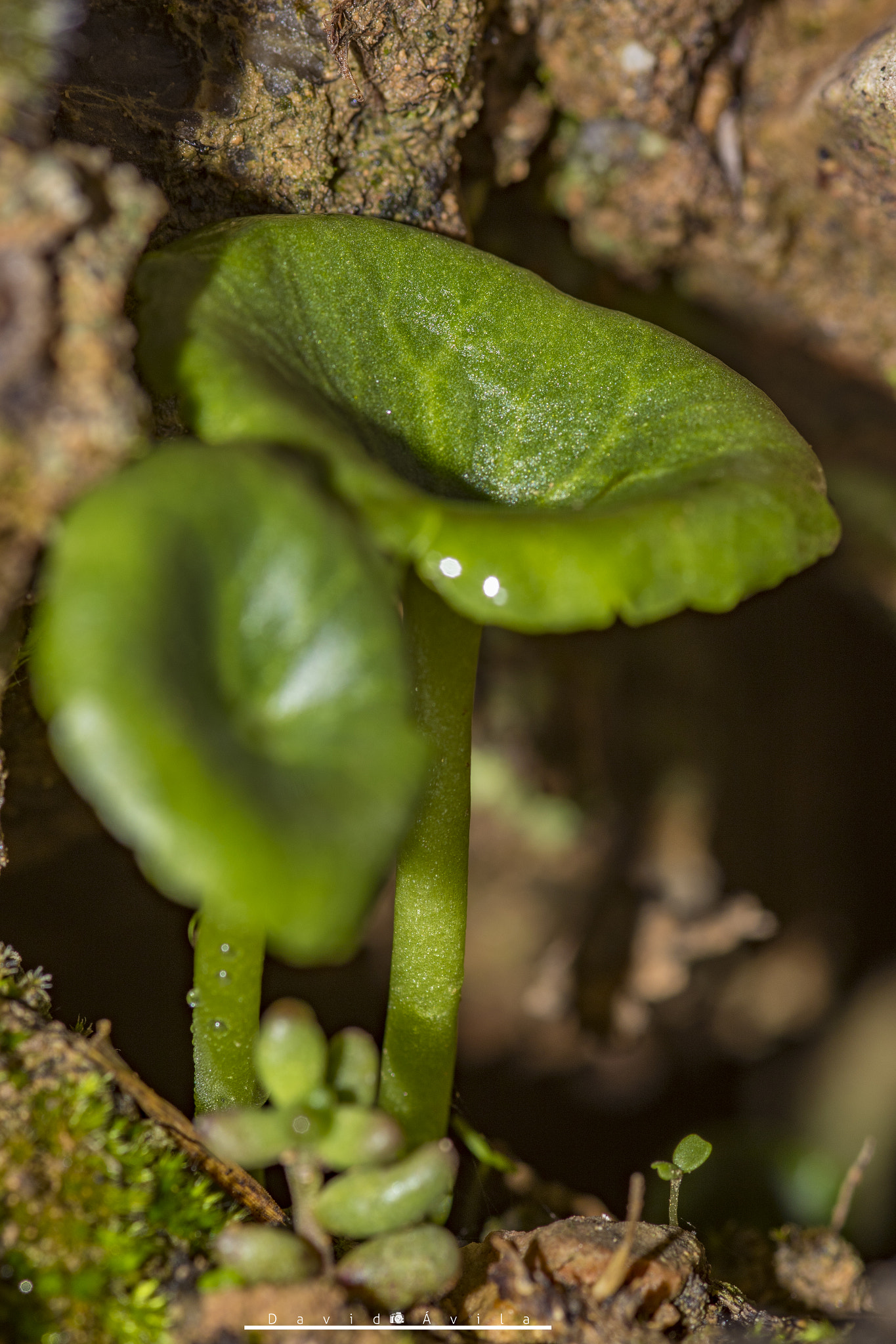 Sigma 105mm F2.8 EX DG Macro sample photo. A photography