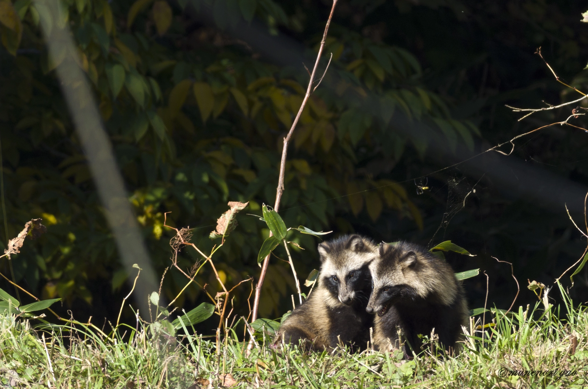 Pentax K-3 sample photo. Raccoon　dogs photography