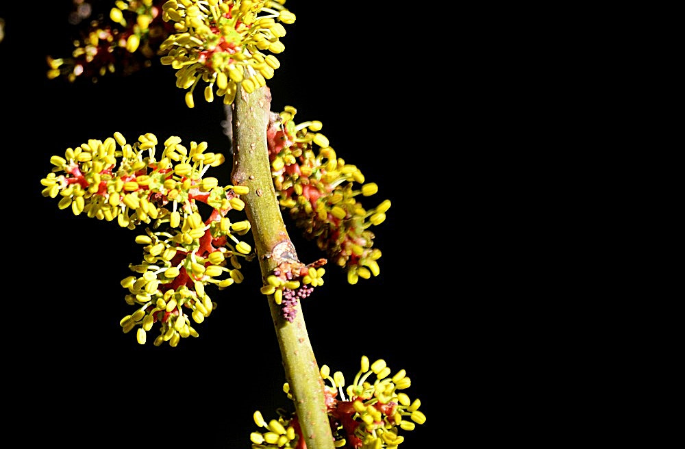 Sigma 70-300mm F4-5.6 APO Macro Super II sample photo. Octobre- nature - detail photography