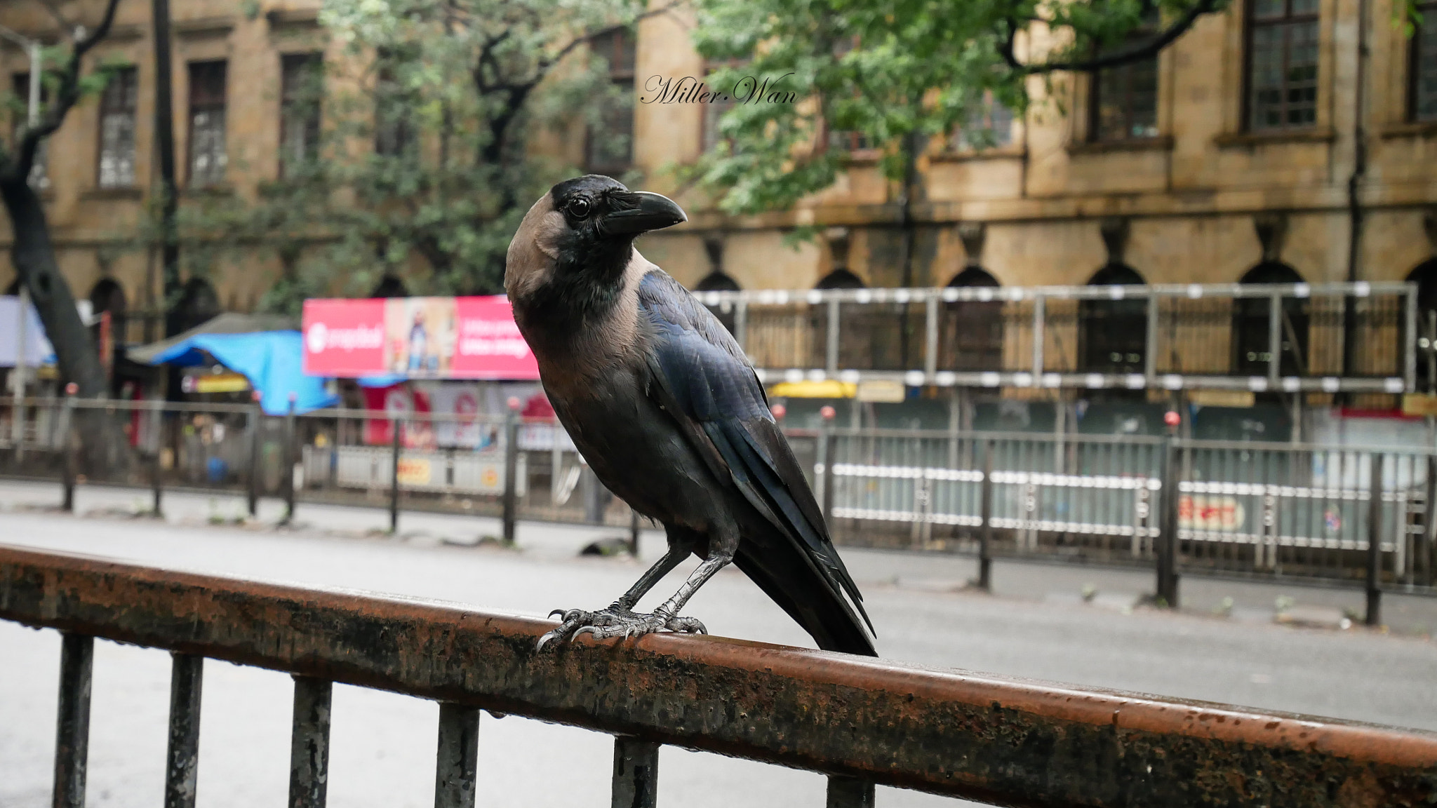 Panasonic Lumix DMC-GX85 (Lumix DMC-GX80 / Lumix DMC-GX7 Mark II) + Panasonic Lumix G Vario HD 12-32mm F3.5-5.6 Mega OIS sample photo. Wales museum. mumbai photography