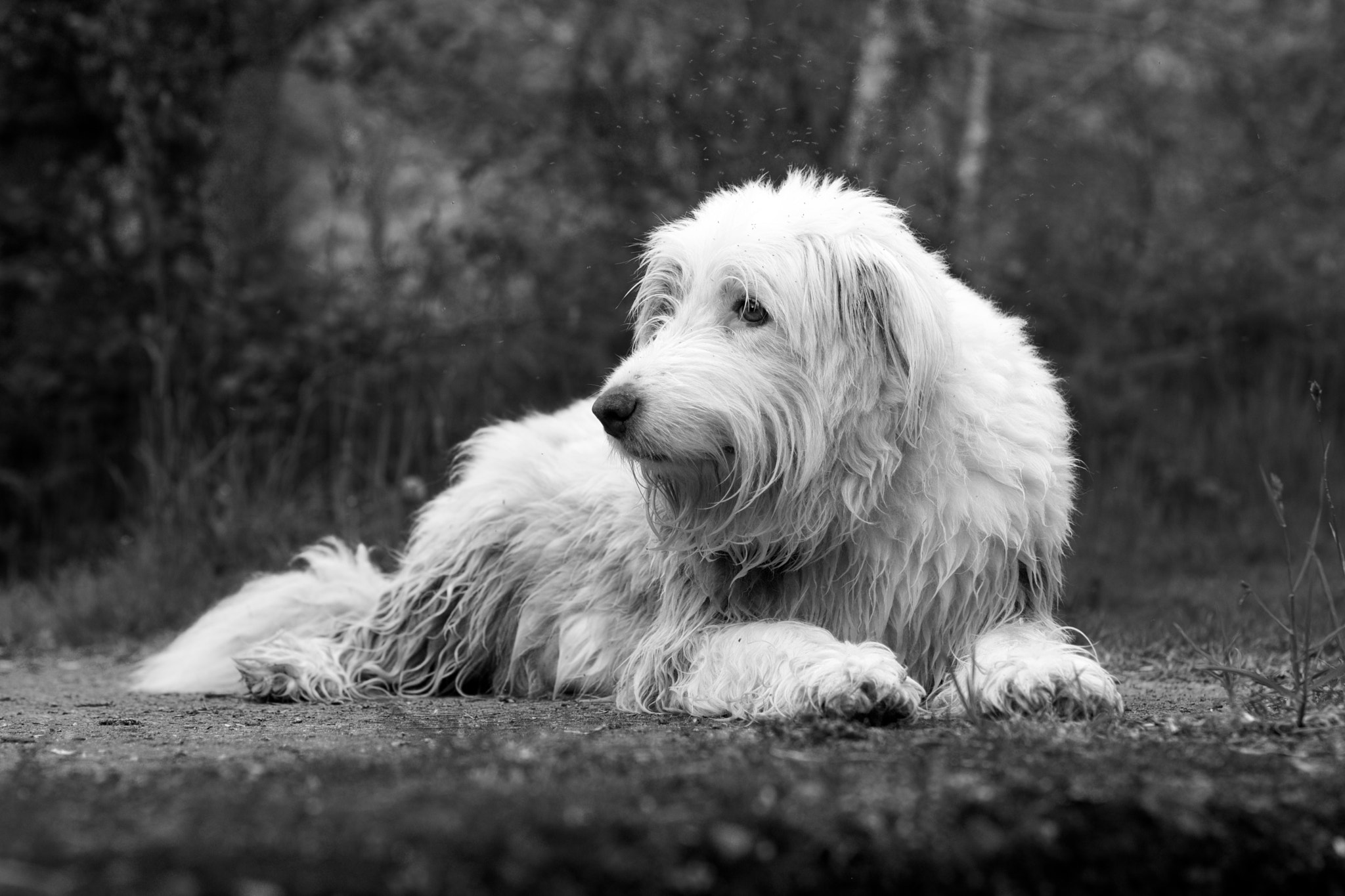 Canon EOS 760D (EOS Rebel T6s / EOS 8000D) + Canon EF 50mm F1.4 USM sample photo. Midgies photography