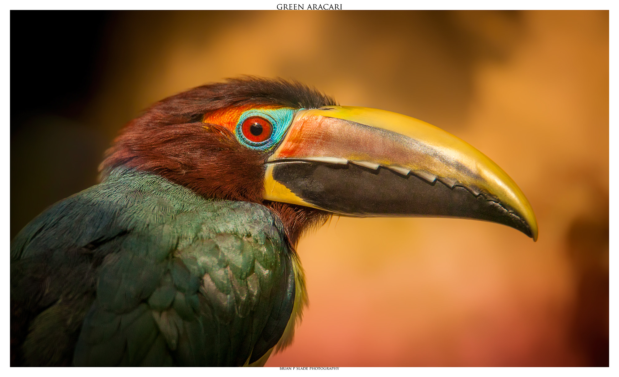 Sigma 150-600mm F5-6.3 DG OS HSM | C sample photo. Green aracari (female) photography