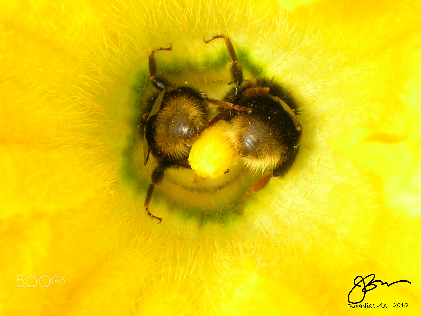 Nikon E5100 sample photo. Bee goggles photography
