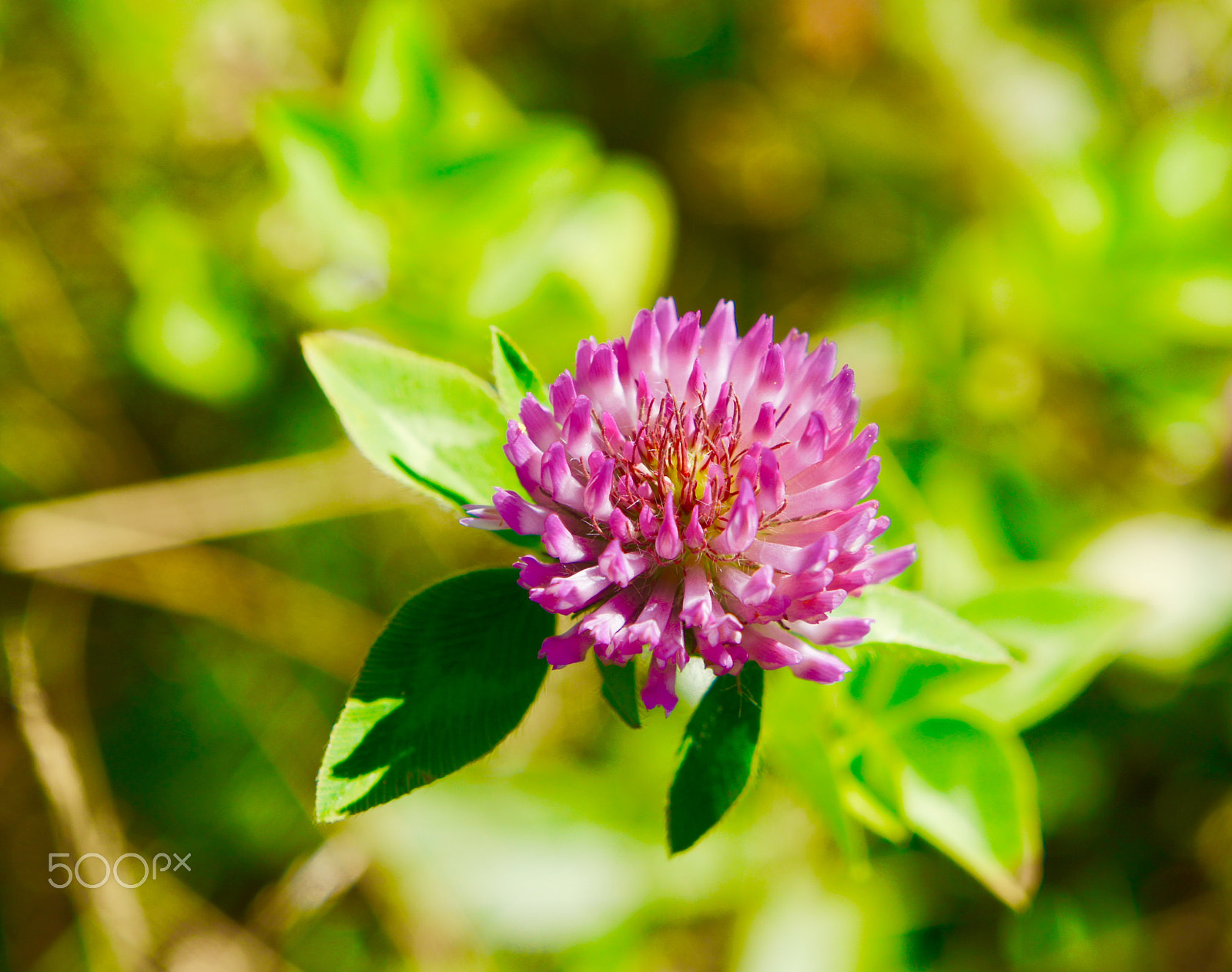 Sony Alpha NEX-3 sample photo. Clover photography