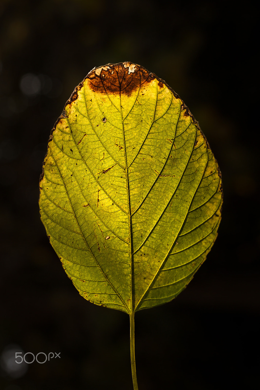Canon EOS-1D Mark IV sample photo. Veins of nature photography