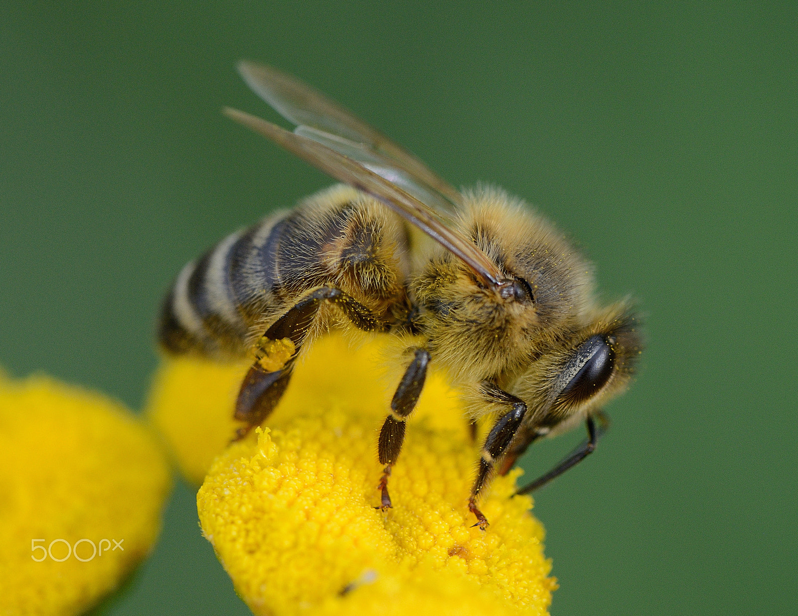Nikon D800 sample photo. Bee photography