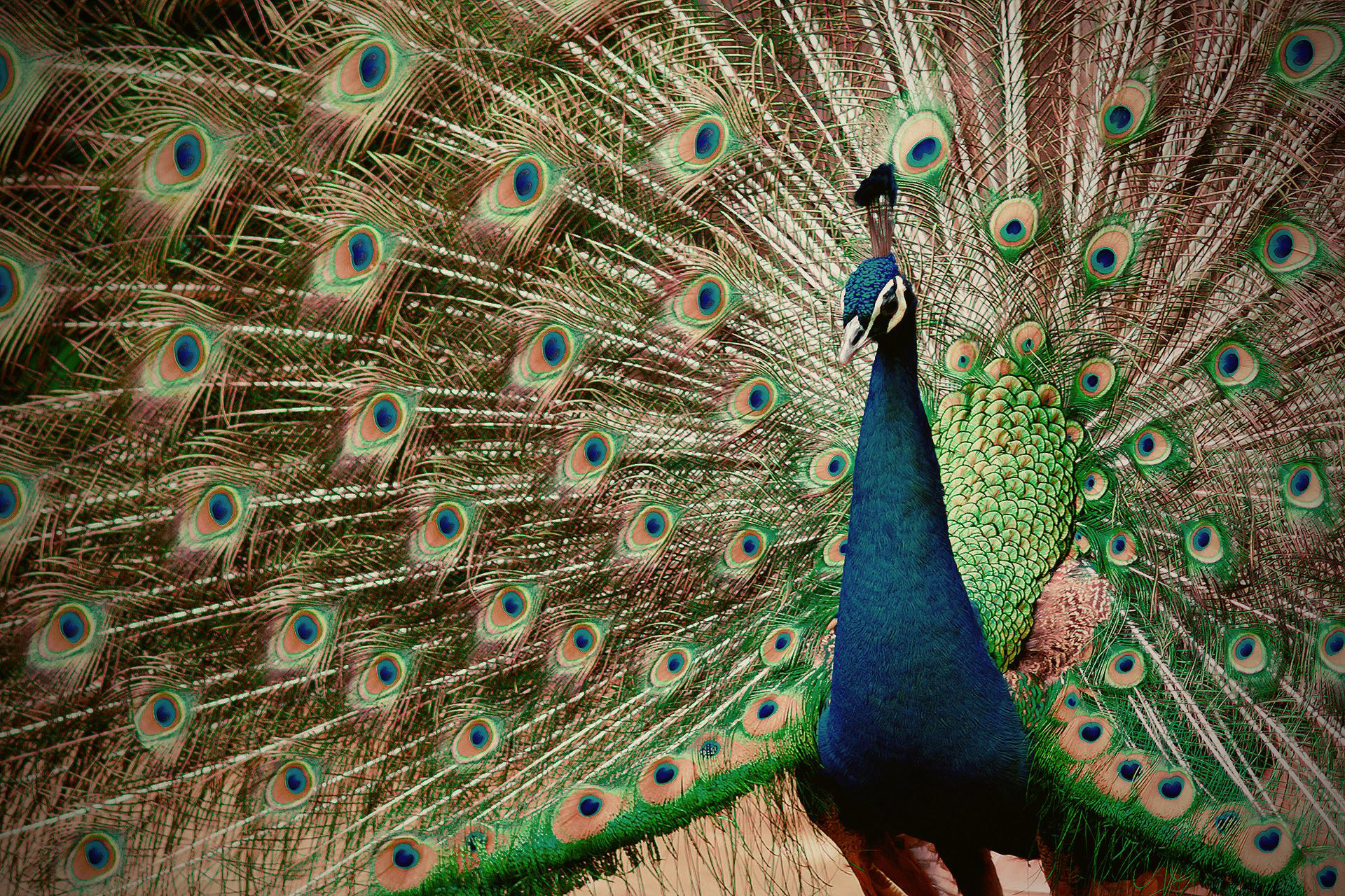 Sony SLT-A77 + Minolta AF 200mm F2.8 HS-APO G sample photo. A peacock in his pride ii photography