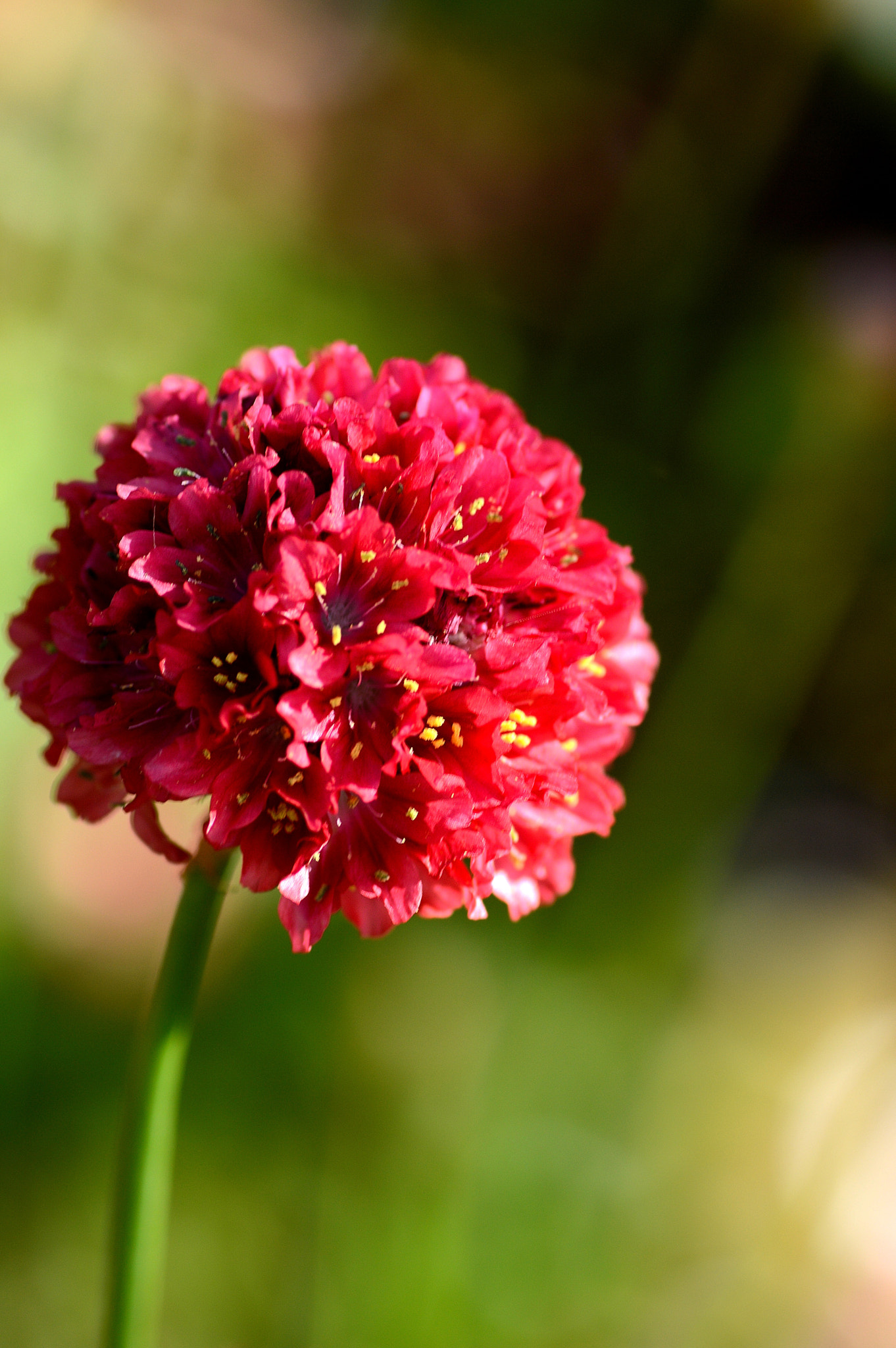 Nikon D3200 sample photo. Floral ball photography