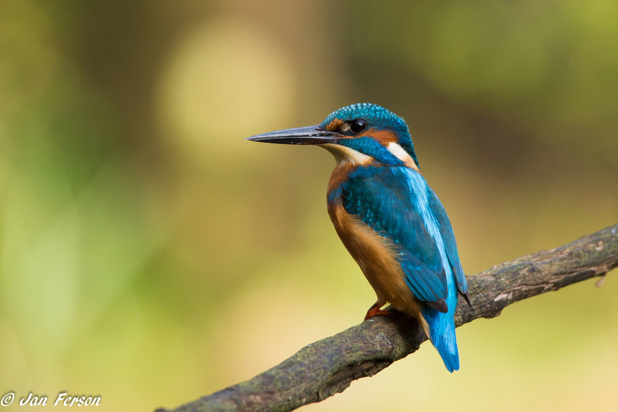 Sigma 150-500mm F5-6.3 DG OS HSM sample photo. Blue jewel photography