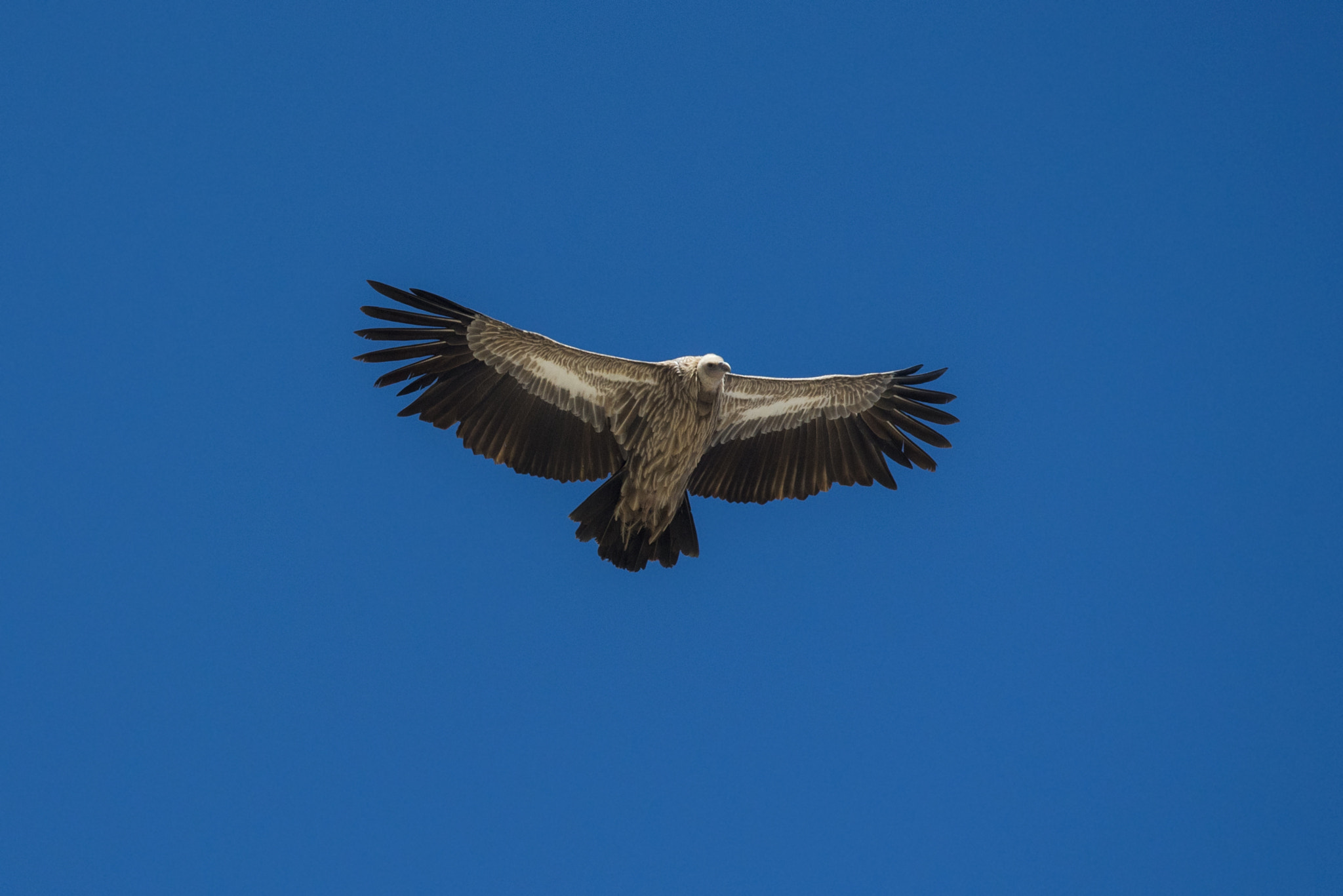 Nikon D750 + Sigma 500mm F4.5 EX DG HSM sample photo. Vulture photography