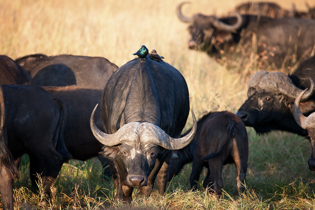 Canon EF 600mm f/4L IS sample photo. Buffalos  photography