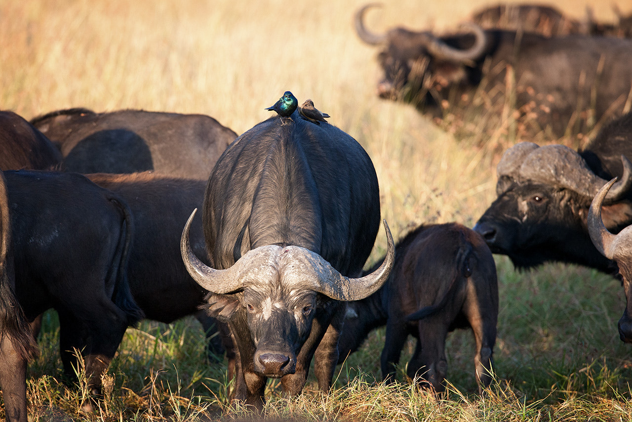 Canon EOS-1Ds Mark III + Canon EF 600mm f/4L IS sample photo. Buffalos  photography