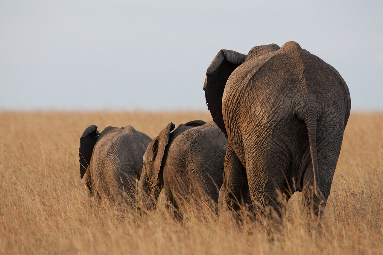 Canon EOS-1Ds Mark III + Canon EF 600mm f/4L IS sample photo. Elephants photography