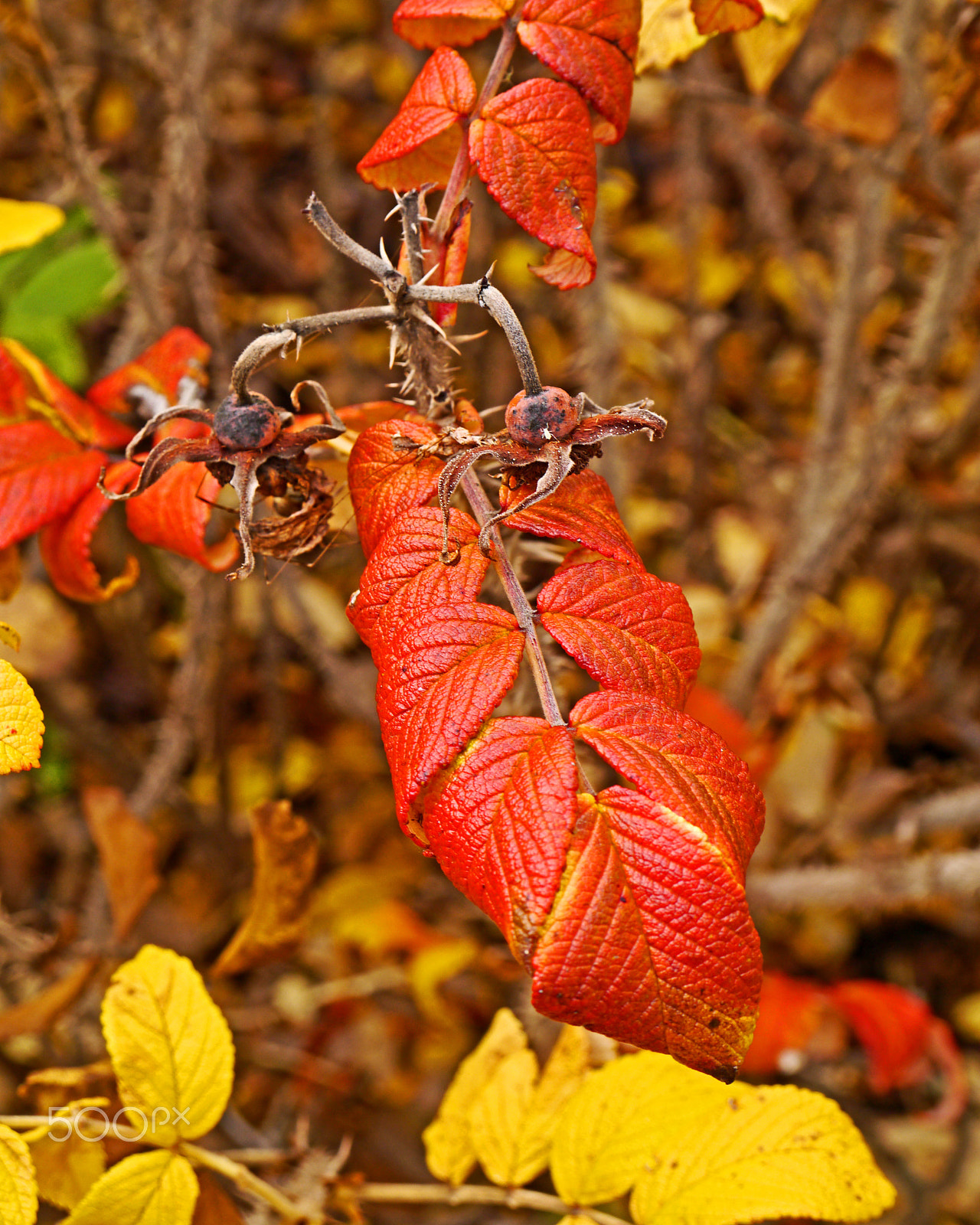 Panasonic Lumix DMC-G3 sample photo. Autumnal leaves photography