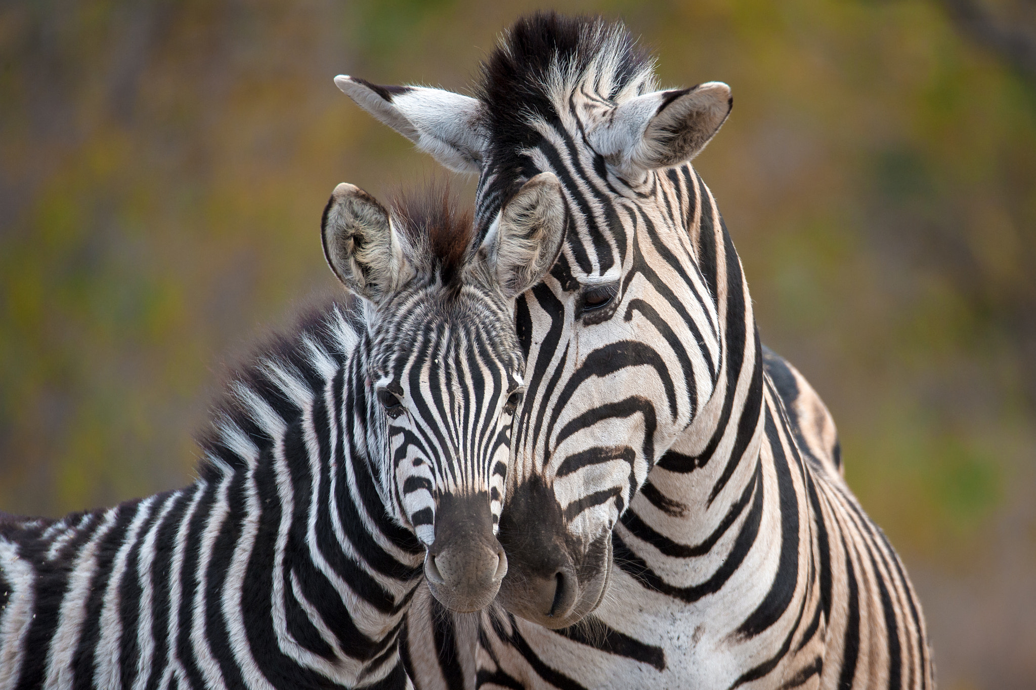 Sigma 150-600mm F5-6.3 DG OS HSM | S sample photo. Mothers love photography