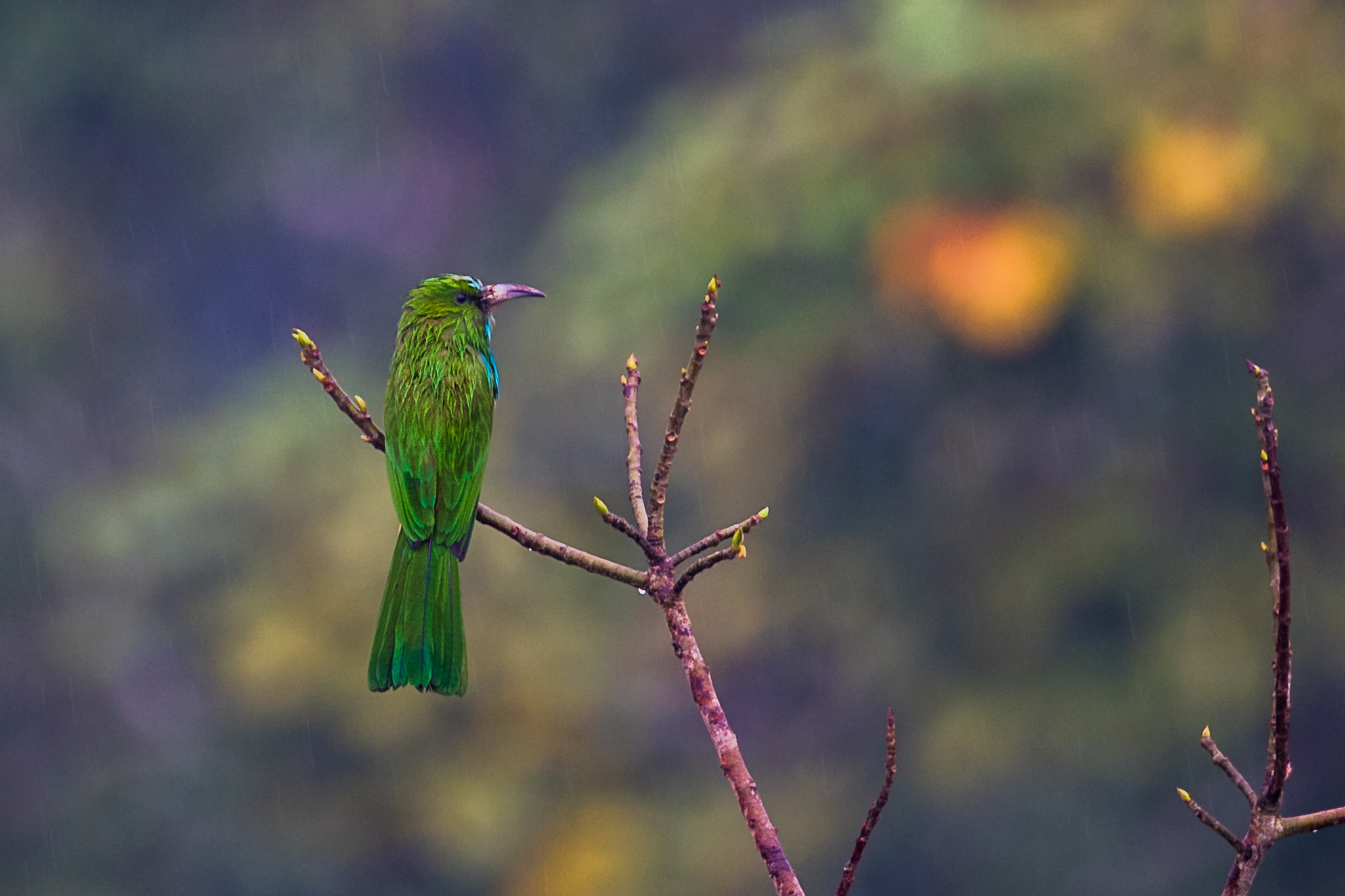Nikon AF-S Nikkor 800mm F5.6E FL ED VR sample photo. Blue-bearded bee-eater nyctyornis athertoni photography