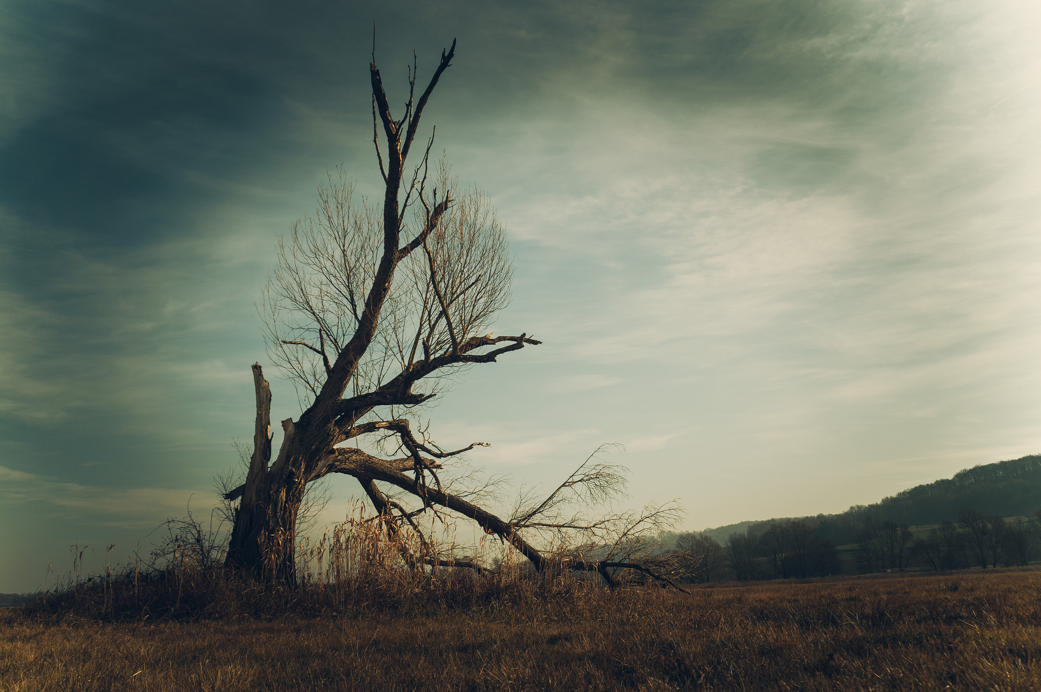Sony DT 18-200mm F3.5-6.3 sample photo. Tree photography