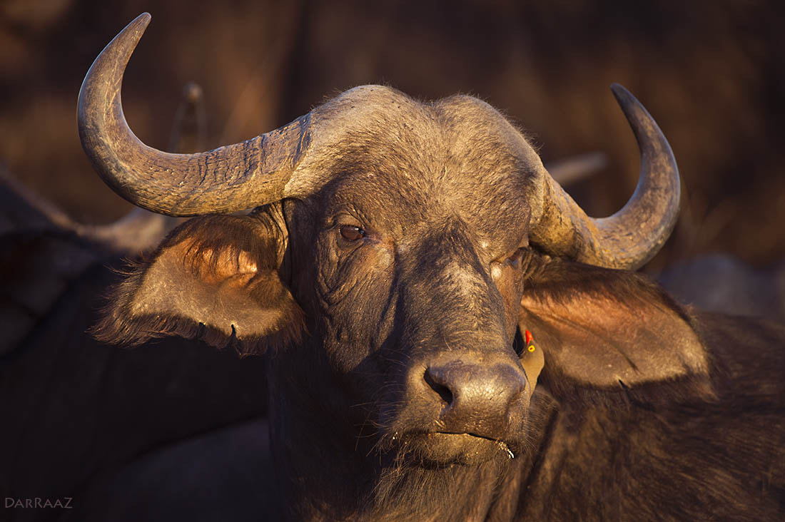 Nikon D4 + Nikon AF-S Nikkor 600mm F4G ED VR sample photo. Buffalo portrait photography