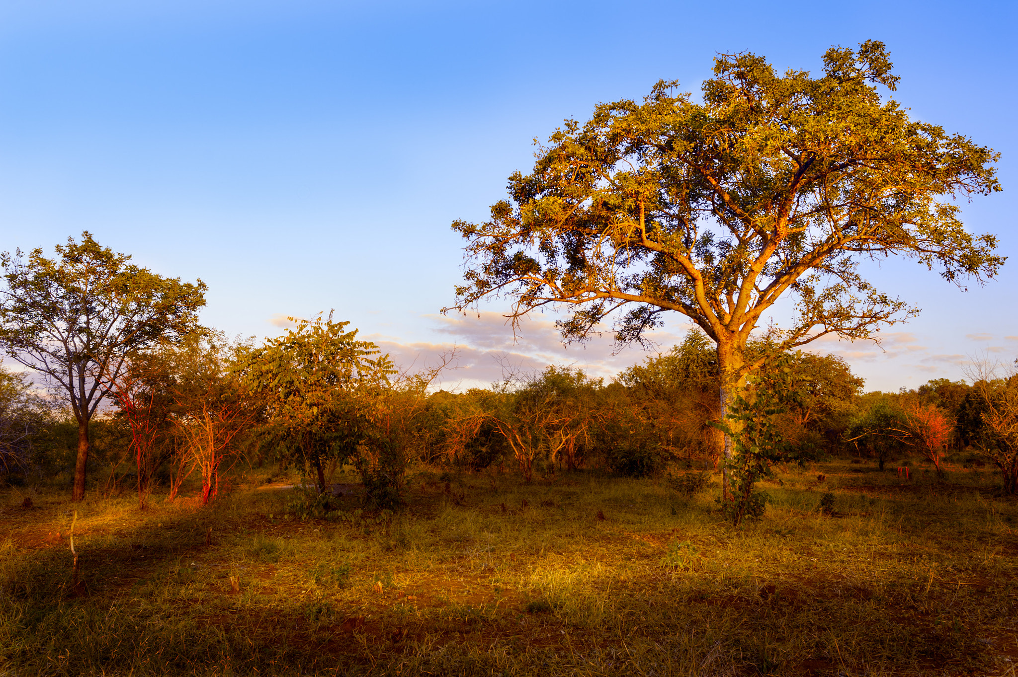 Nikon D700 + Nikon AF-S Nikkor 28mm F1.8G sample photo. Sundown in the bush photography