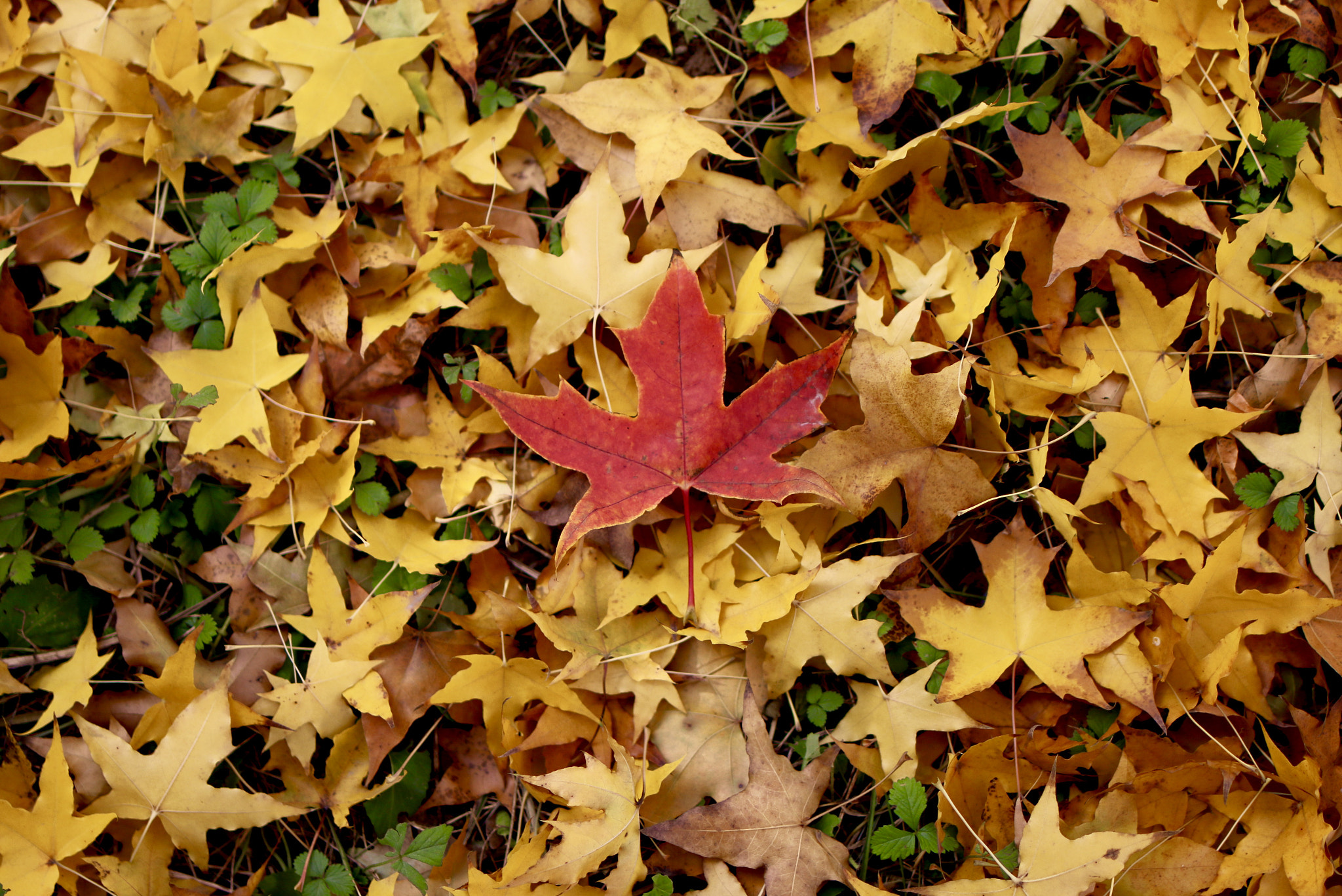 Tamron SP 35mm F1.8 Di VC USD sample photo. Winter is coming. photography