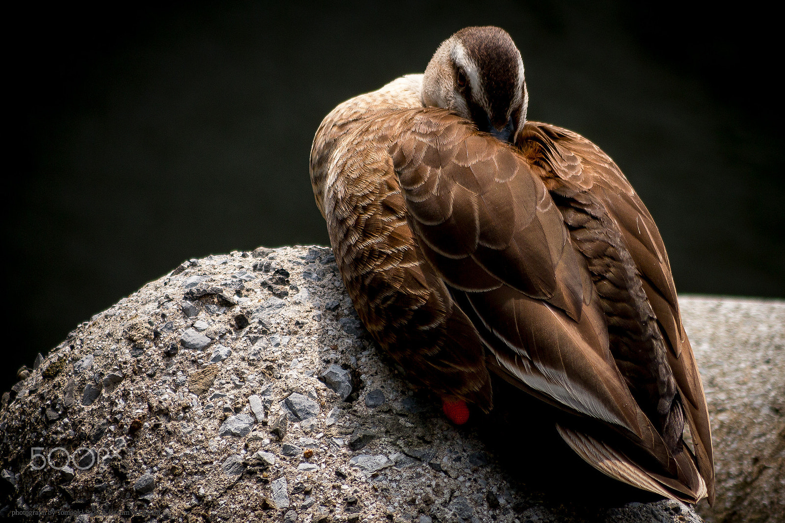Panasonic Lumix G Vario 45-200mm F4-5.6 OIS sample photo. Keep warm photography