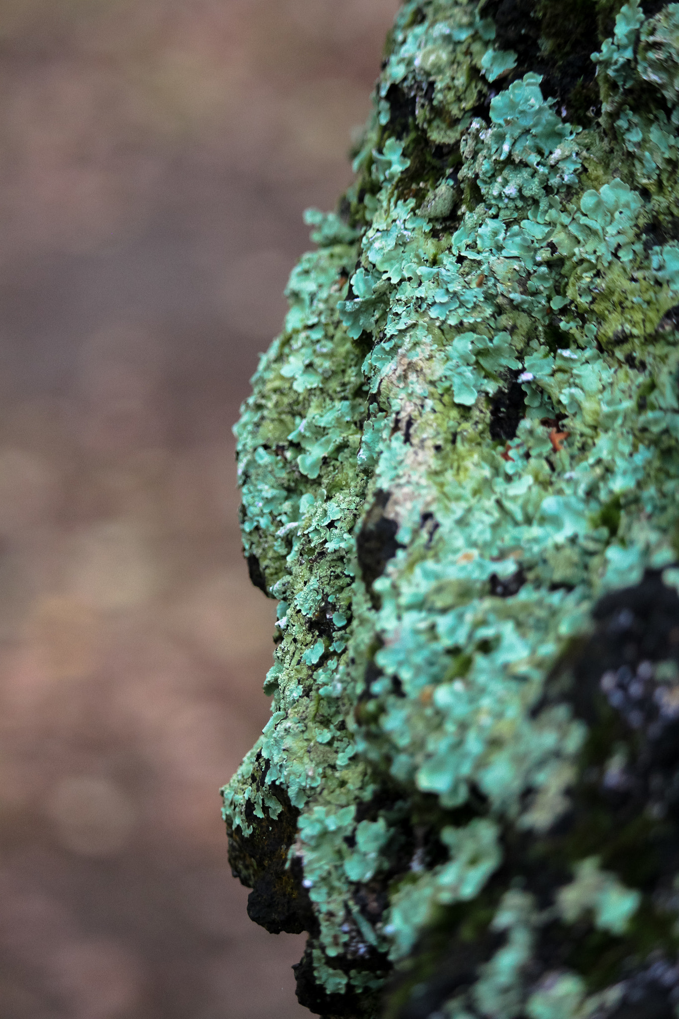Canon EF-S 55-250mm F4-5.6 IS STM sample photo. Lichen photography