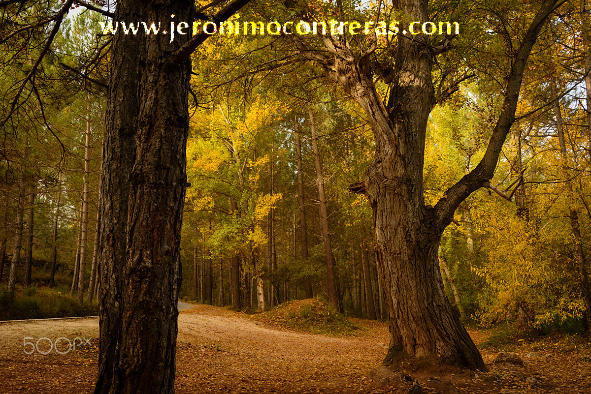 Nikon D750 + AF Zoom-Nikkor 35-70mm f/2.8D sample photo. Terror film tree in autumn photography