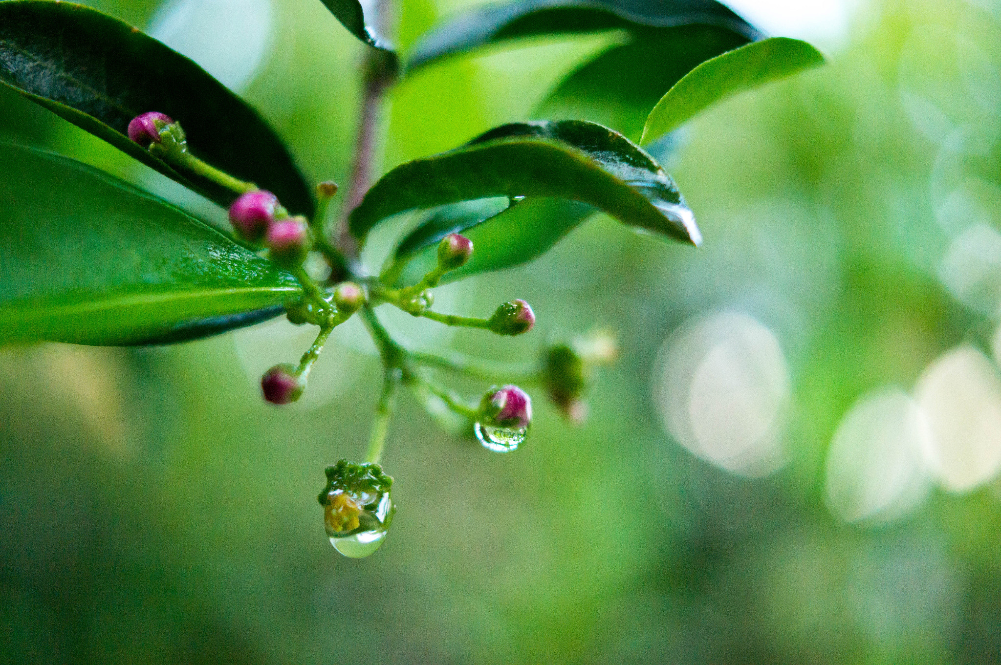 Sony SLT-A37 + Sony DT 30mm F2.8 Macro SAM sample photo