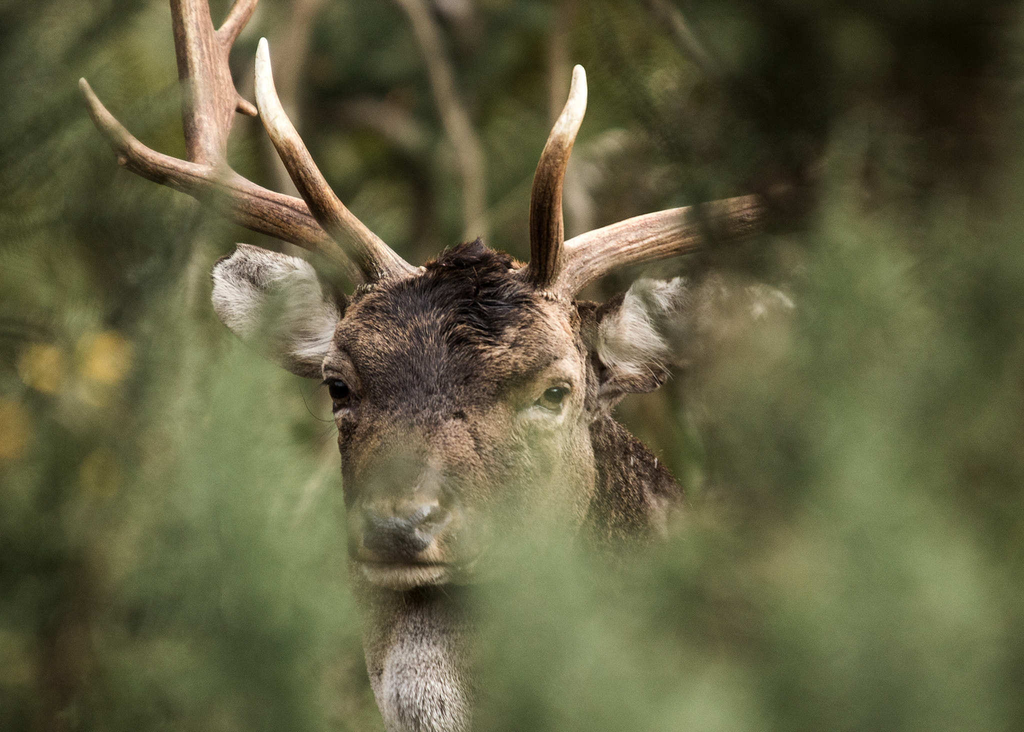 Sigma 50-500mm f/4-6.3 APO HSM EX sample photo. The watcher photography