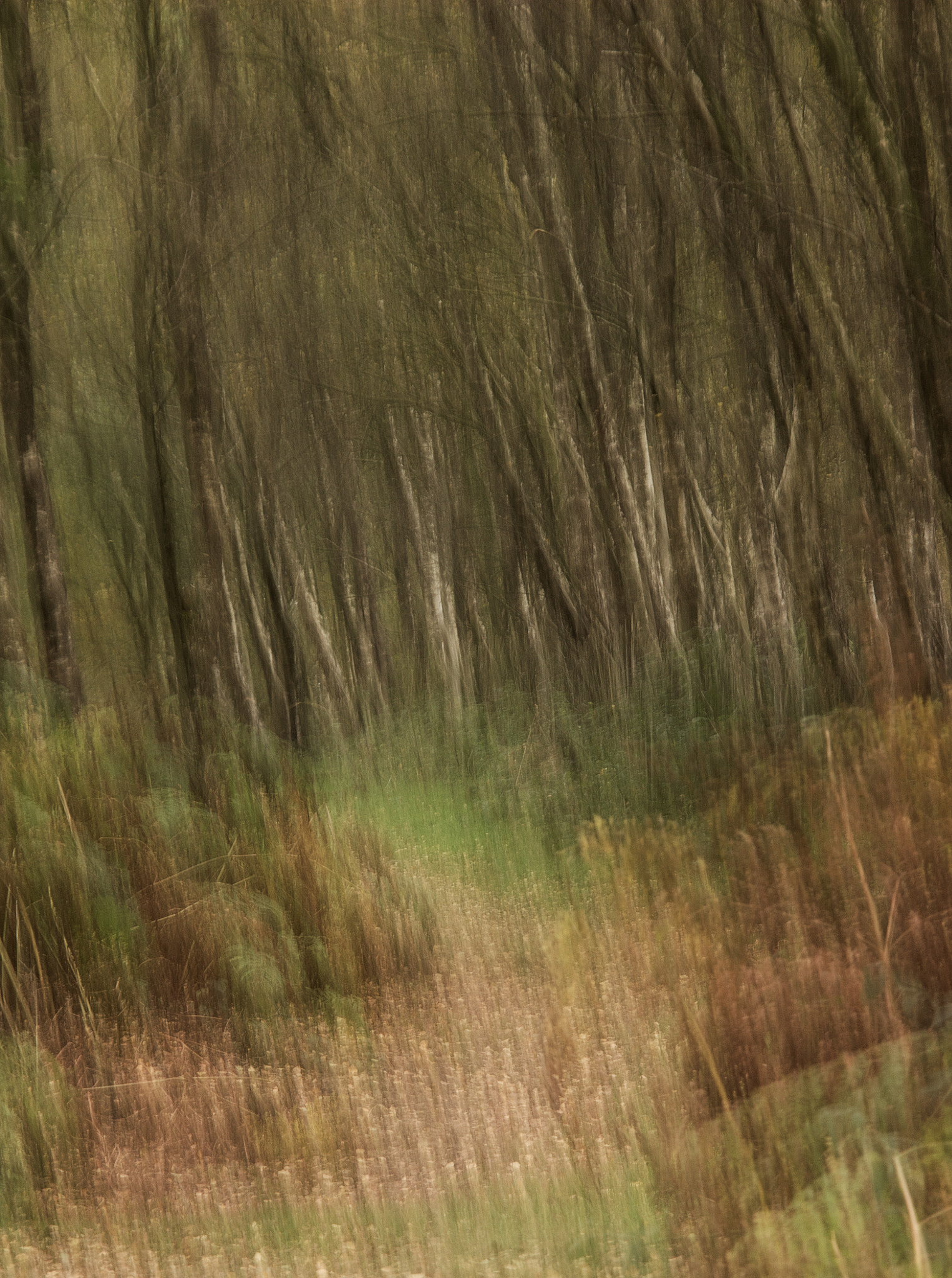 Sigma 18-200mm f/3.5-6.3 DC OS sample photo. Path in the woods photography