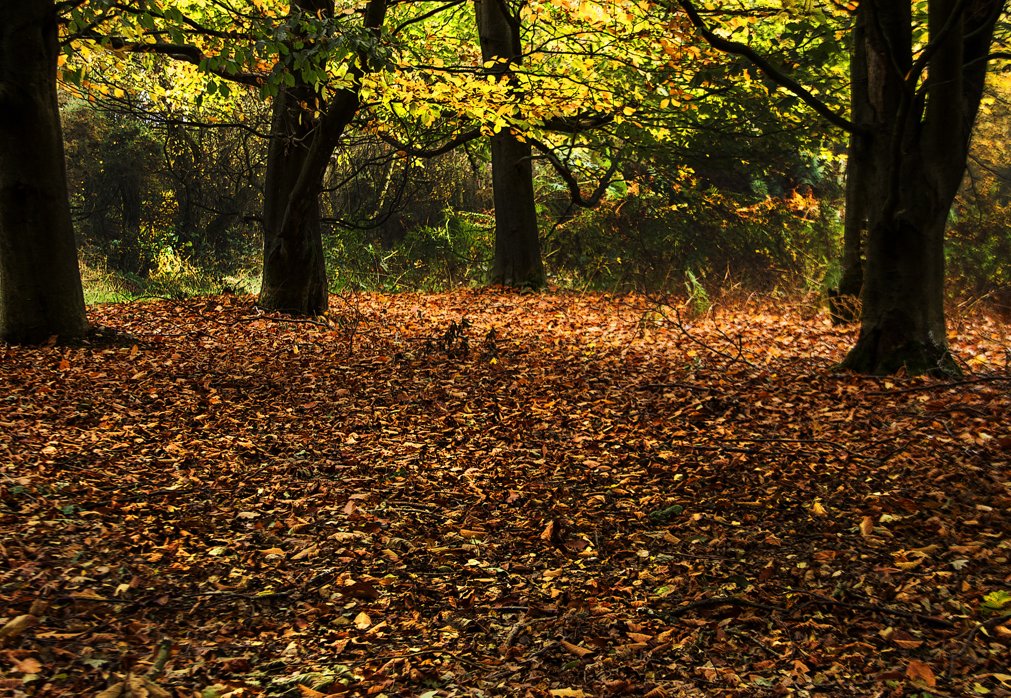 Sigma 18-200mm f/3.5-6.3 DC OS sample photo. Beech wood photography