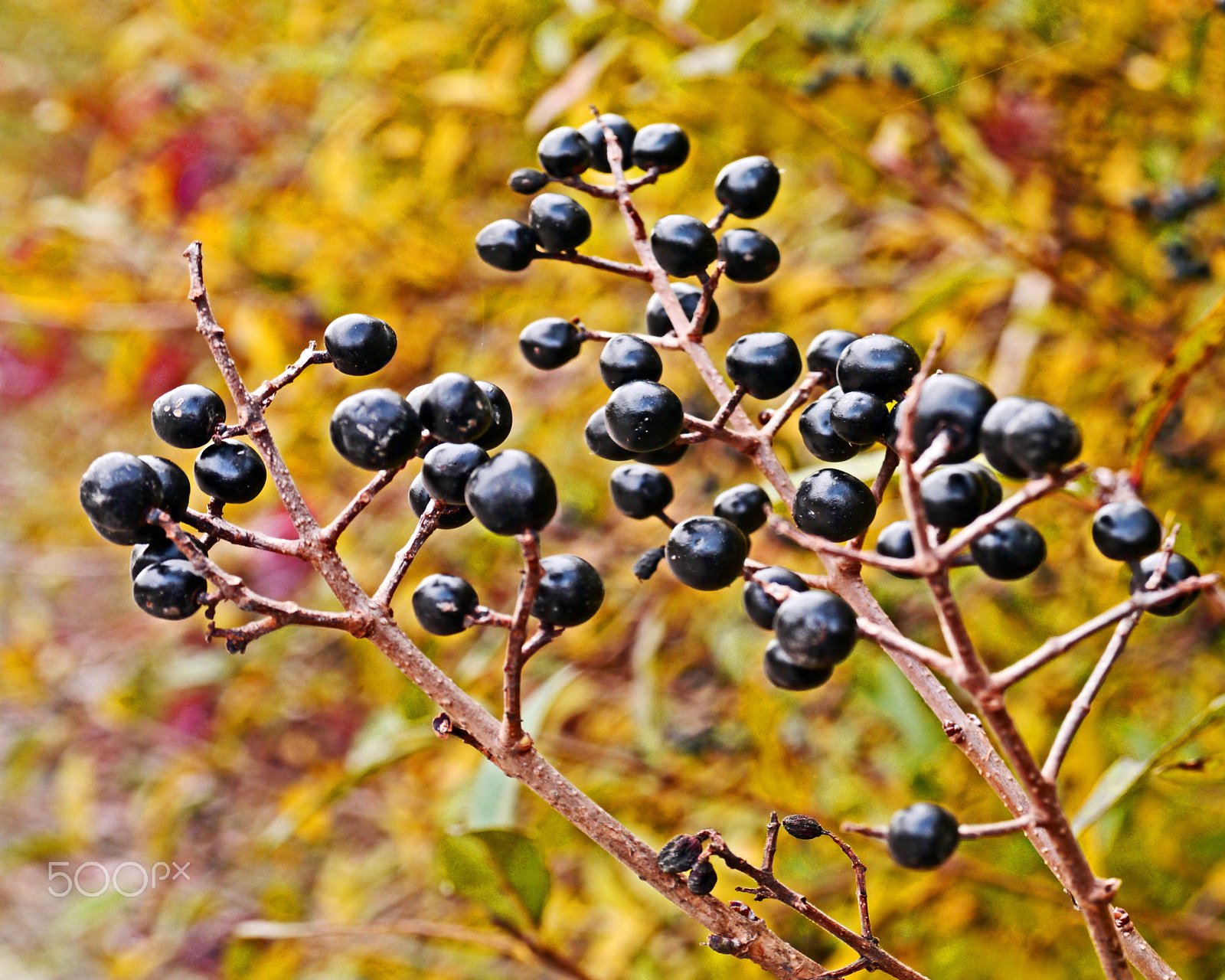 Panasonic Lumix DMC-G3 sample photo. Autumnal fruits photography
